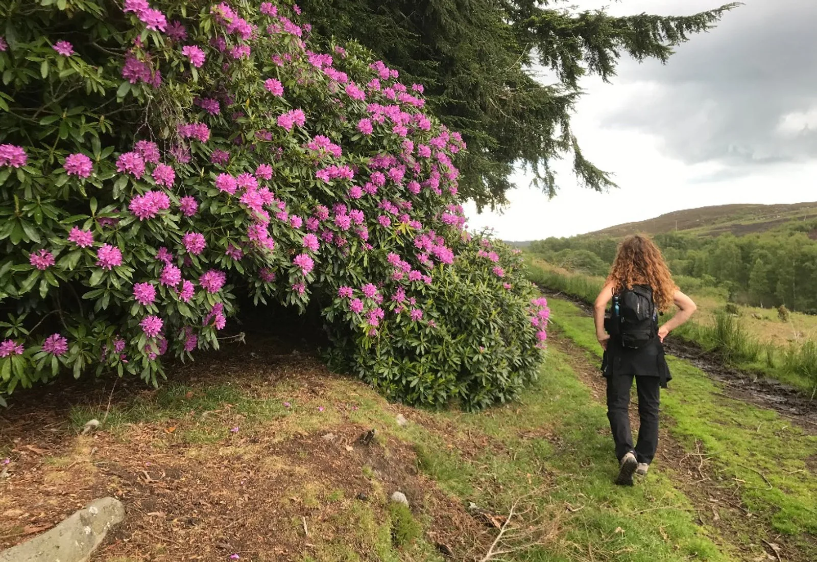 A walker on a path beside flowering rhododendrons on the Cragside estate